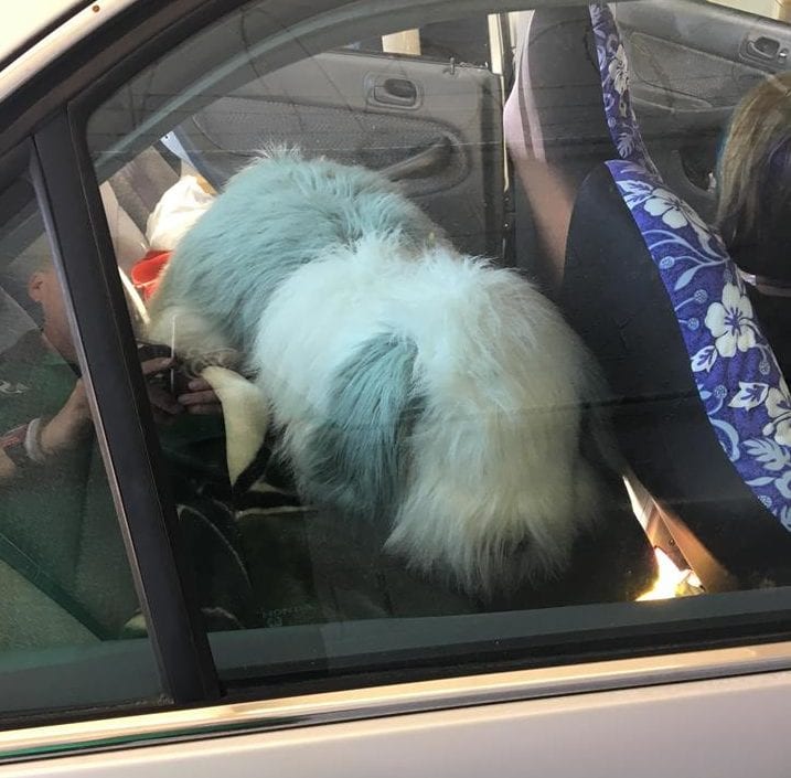 stuffed toy dog in car