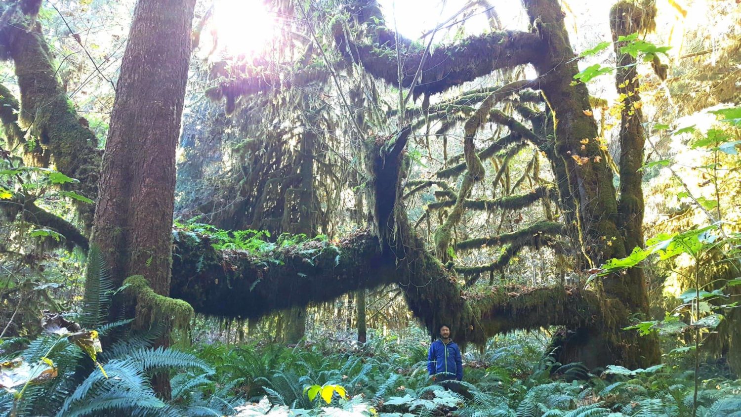 "Most magnificent" old growth forest in Canada found on ...