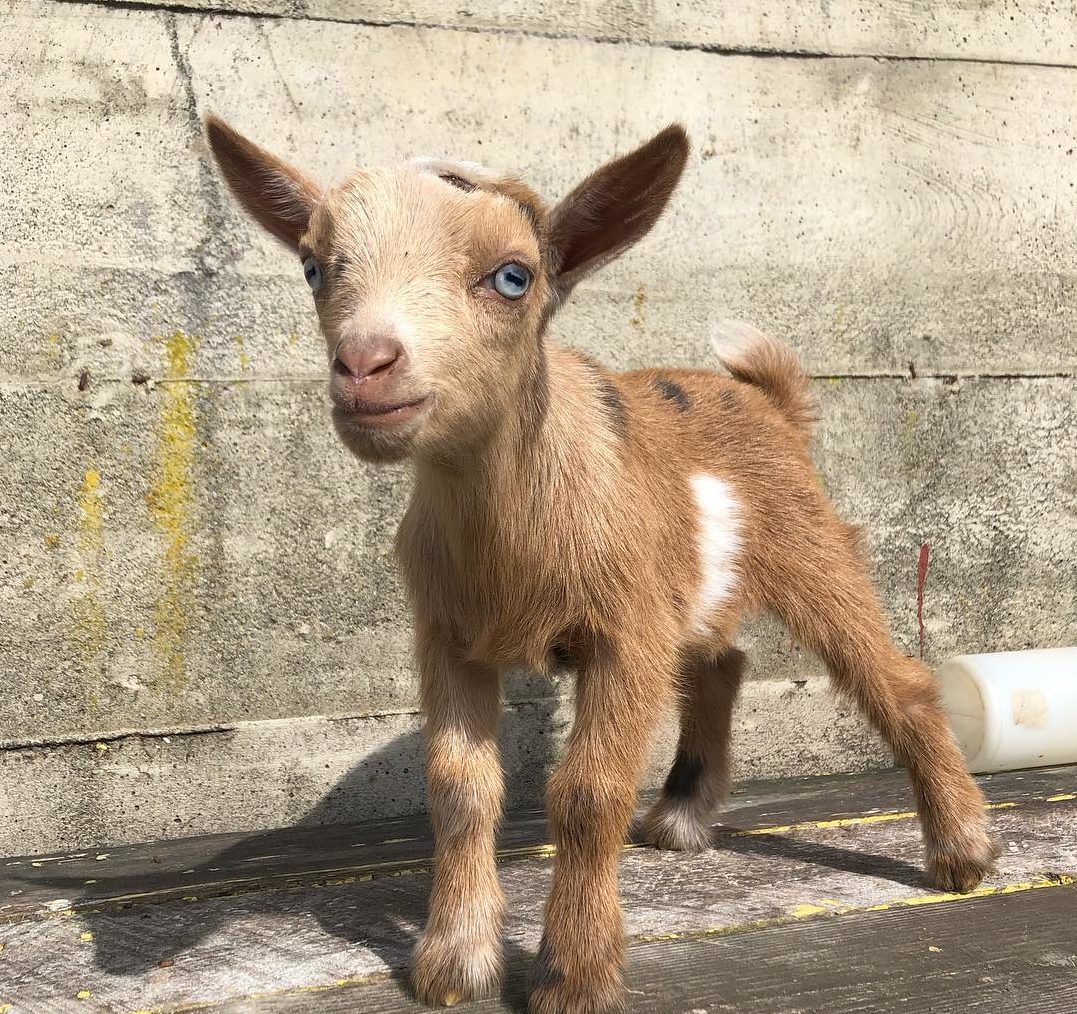 Baby Goat Development Walk: The Importance of Encouraging Baby Goats to Walk