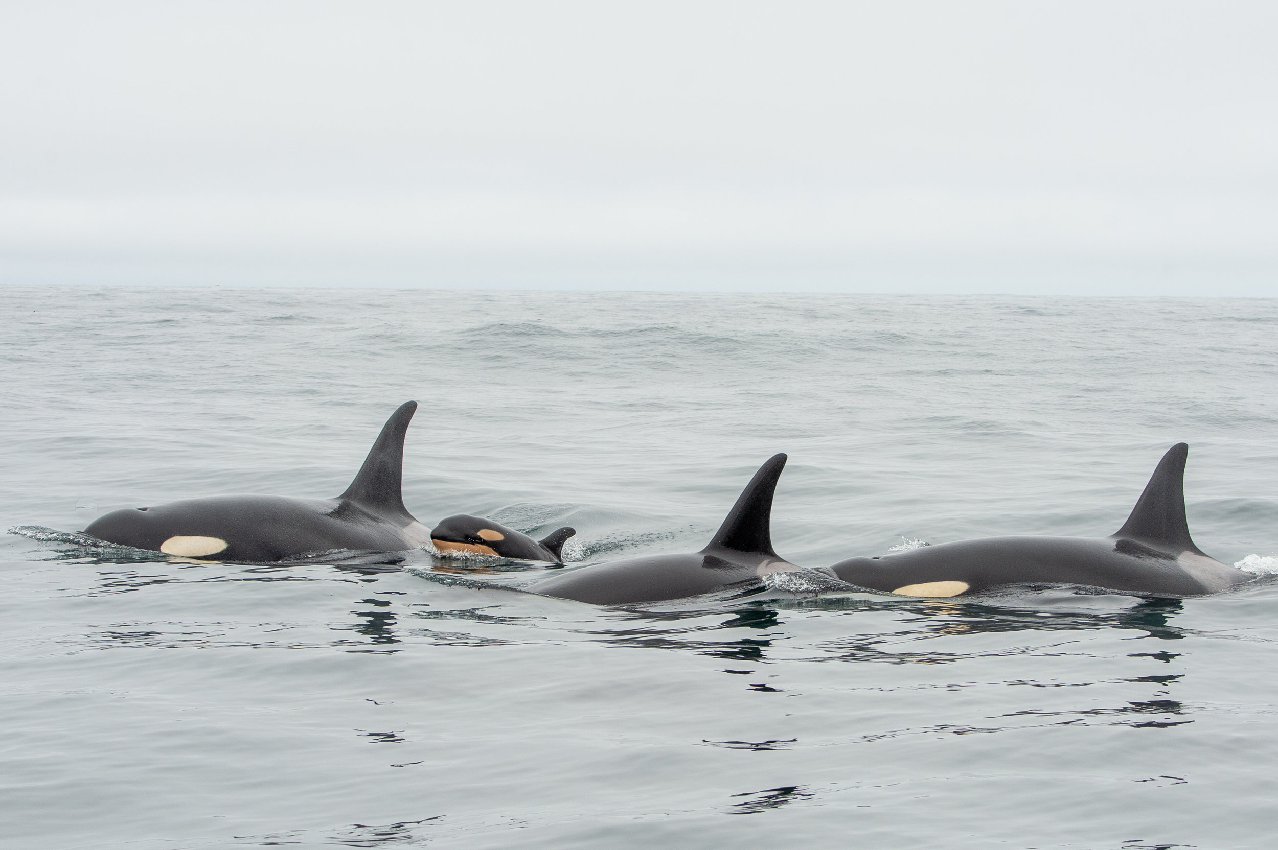 Newborn Southern Resident Killer Whale calf spotted off the coast of