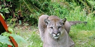 cougar file photo
