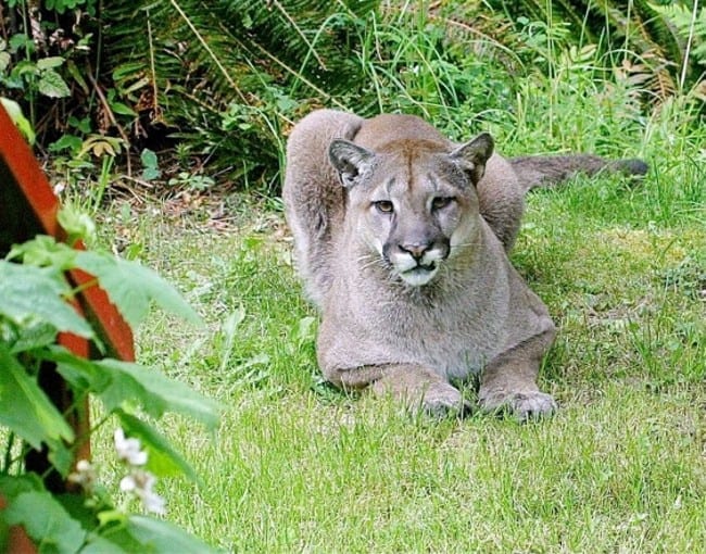 cougar file photo