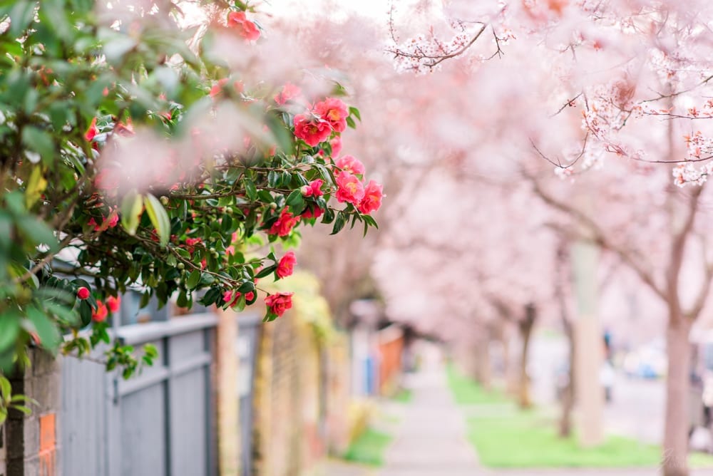 Meares Street is just a stone's throw from downtown, full of blossoms at the end of February.