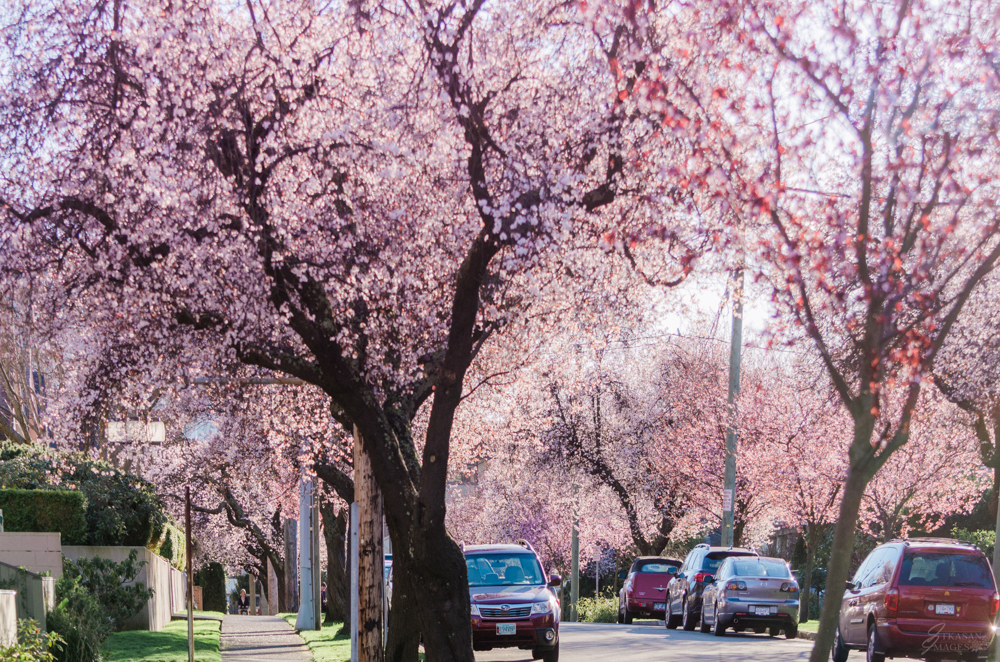 Clarence street between Simcoe and Niagara is one of those neighbourhood treasures when the blossoms arrive. 