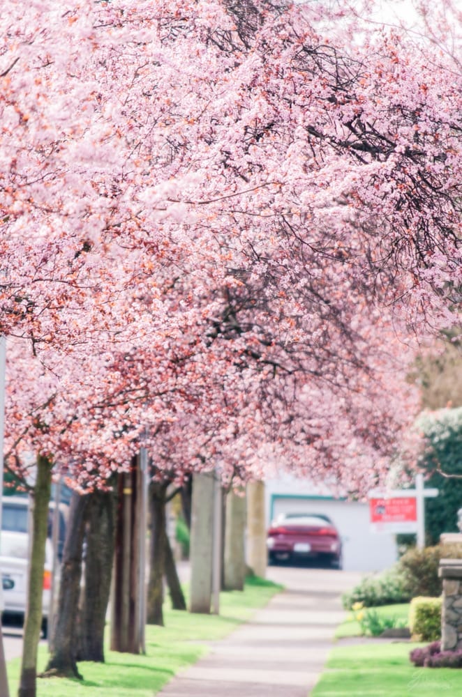 Croft street just near Thirfties in James Bay, is a perfect spot to go for a quick wander under the blossoms.