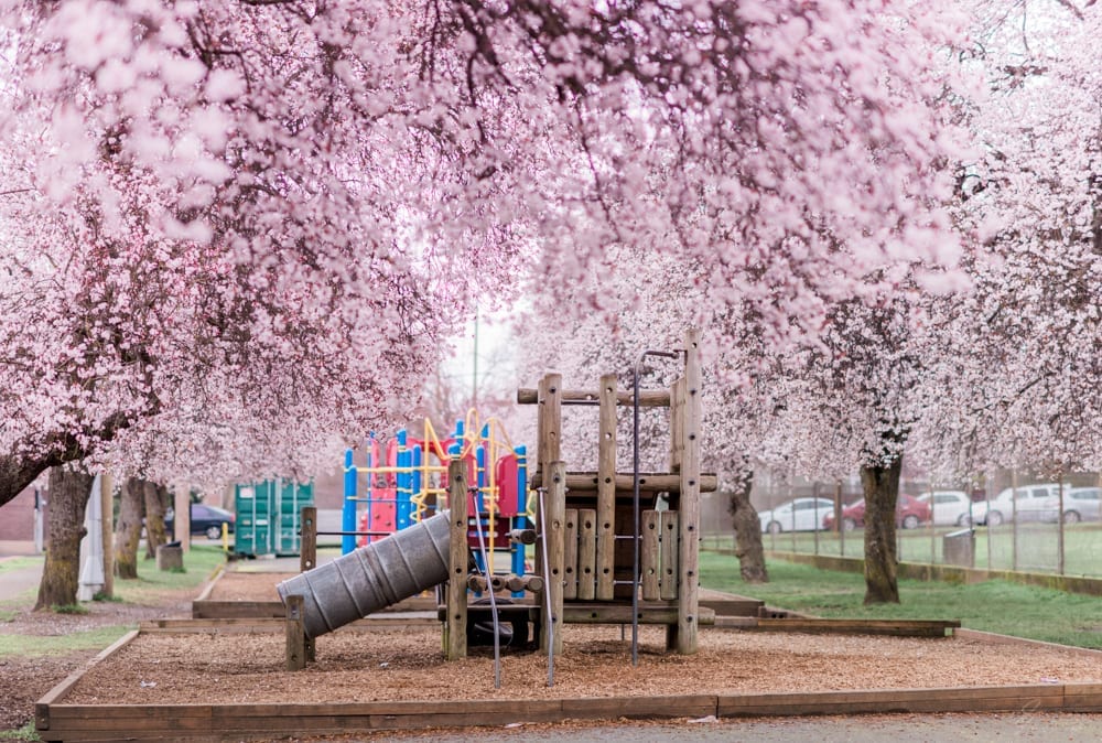 The playground behind Quadra Elementary nestled between Finlayson street and Fifth street, would have to be one of the prettiest around at the end of February. 