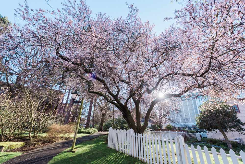 The grounds of Helmcken House and Thunderbird Park are full of bloom by mid-February. 