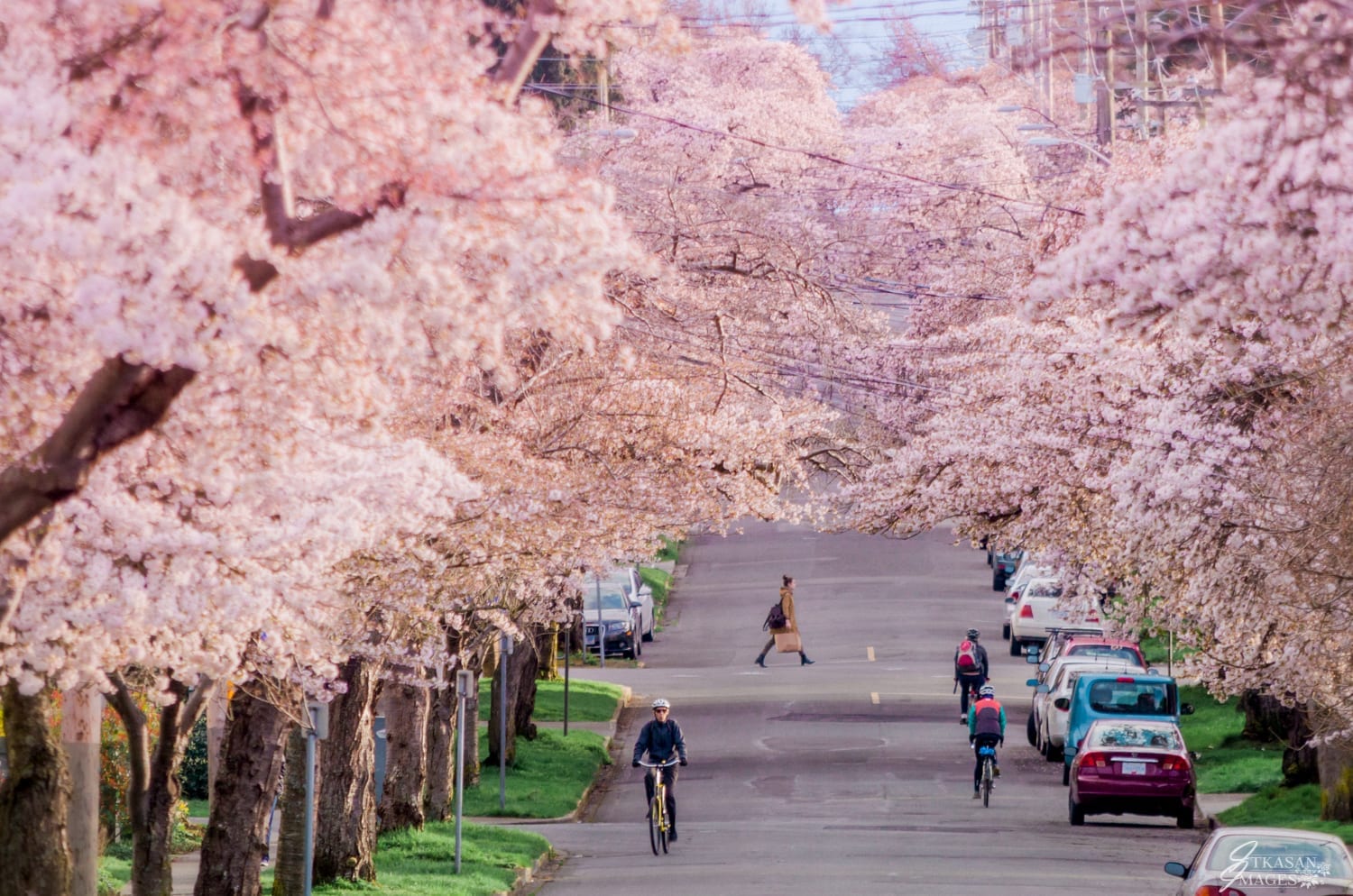 Fairfield's most famous stretch of blossoms, Moss street usually bursts into bloom in March. 