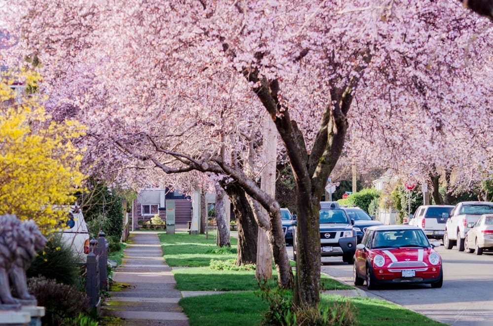 Tucked between Cook St and Beacon Hill Park, Oliphant Avenue makes for a perfect spring stroll. 