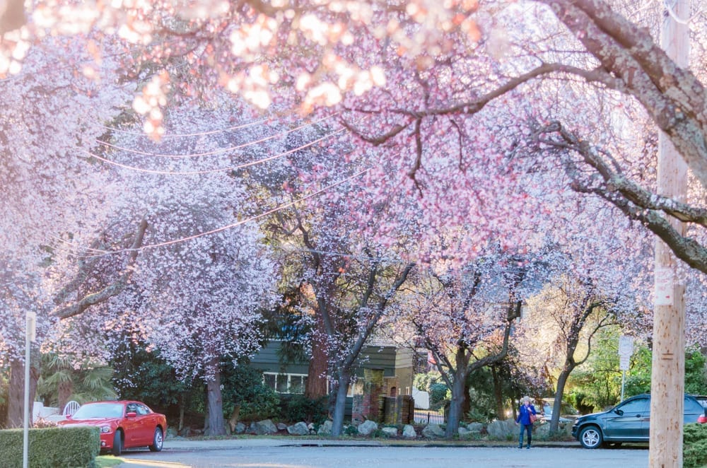 Revercomb Pl is one of those magical little streets that bursts into bloom come February. 