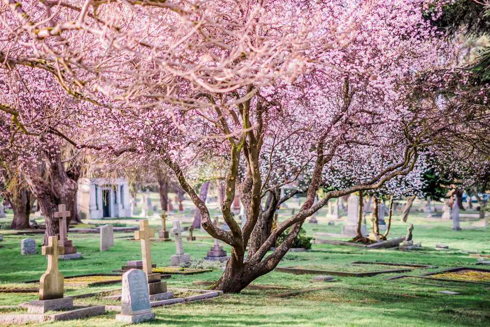 Ross Bay Cemetery is full of trees in bloom and makes for a serene late afternoon spring wander. 