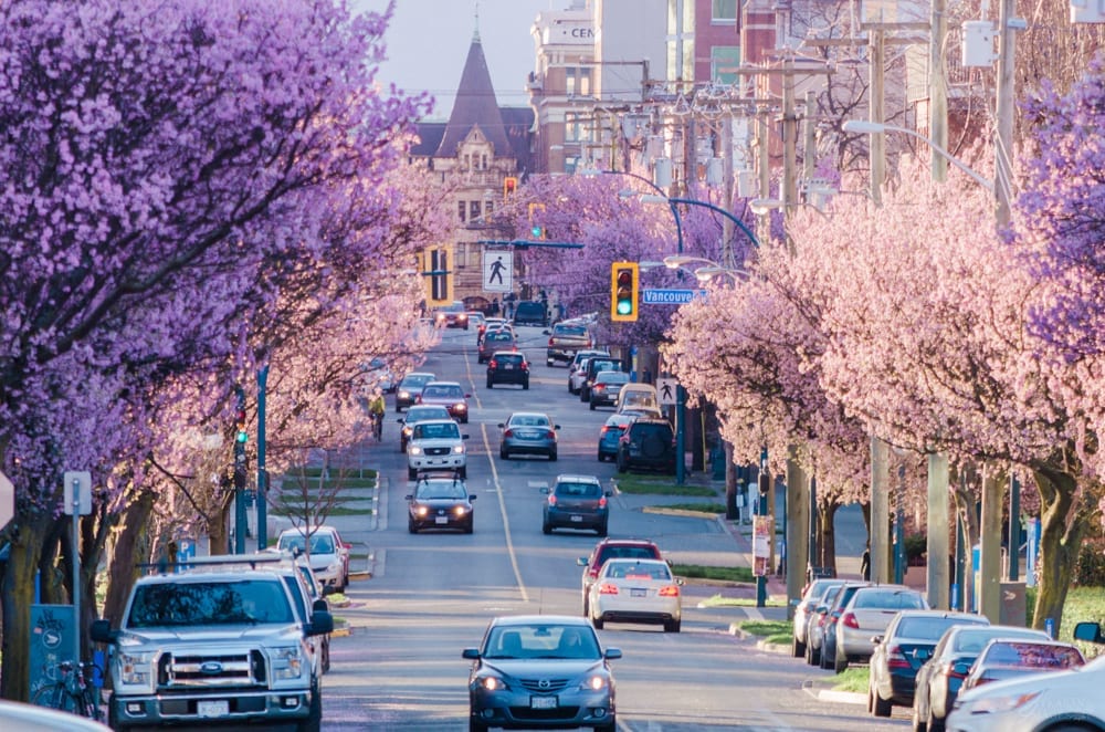 Always one of the first locations to bloom, View street turns pink as early as the first week of February!