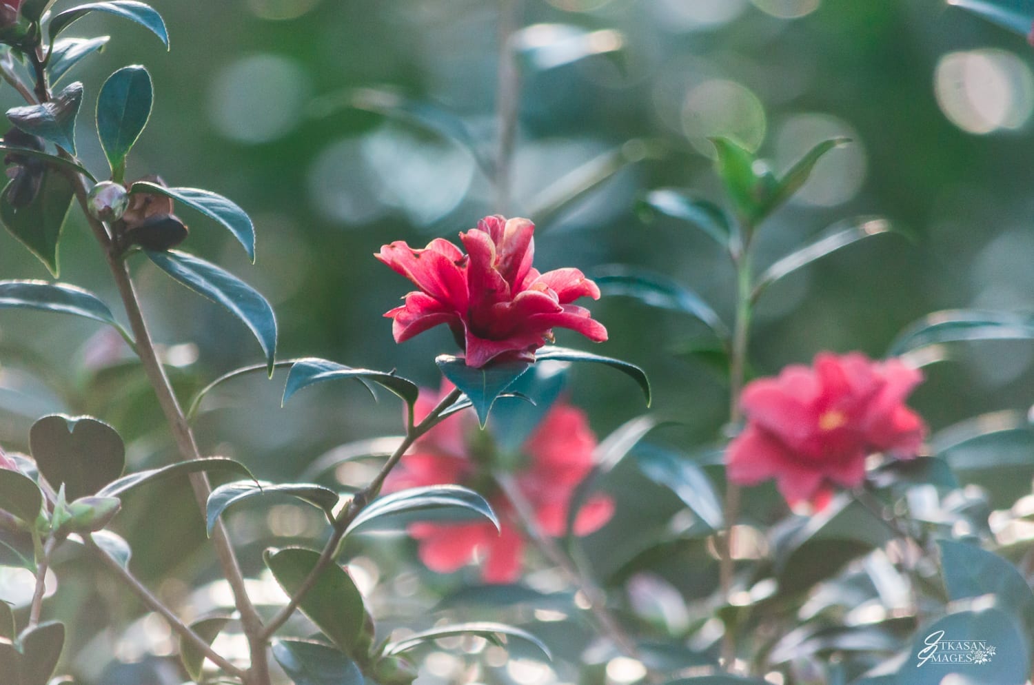 Victoria Flower Count is here March 6th March 12th, 2017!