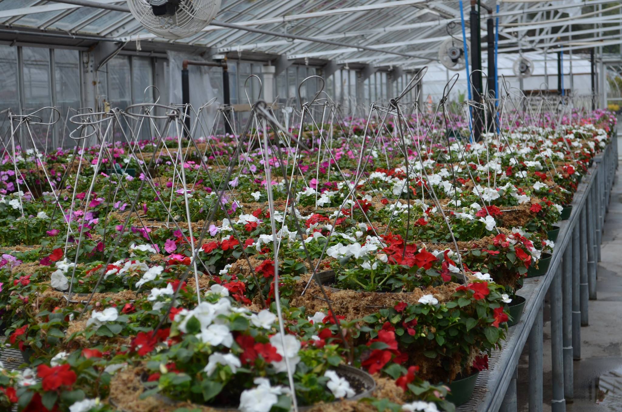 Here is a sneak peek at this years hanging baskets that will brighten