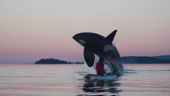orca whales kayaker