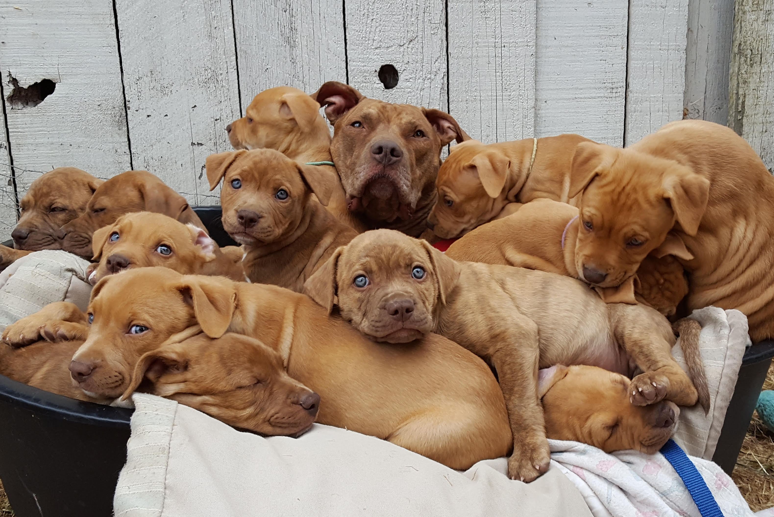 12 adorable puppies available for adoption from Victoria