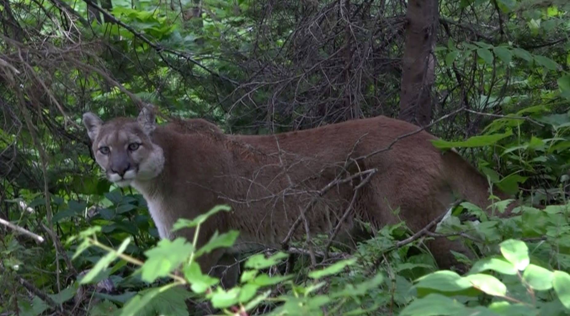 This is what a screaming cougar on Vancouver Island sounds like (VIDEO)