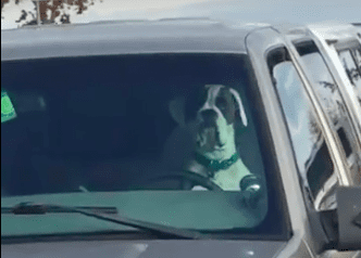Dog Car Horn