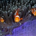 2017 photographer of the year finalist fish