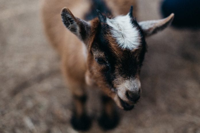 Baby Goats UVic