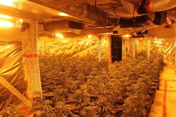 Marijuana grow-op Central Saanich