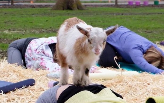 Baby Goat Cuddle