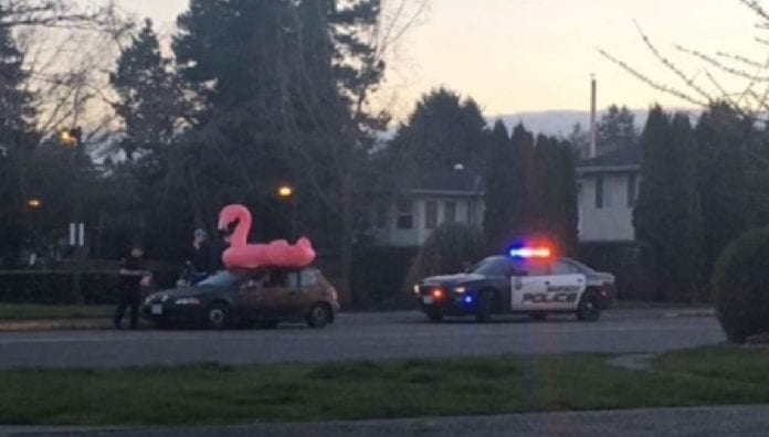 Saanich Police Flamingo