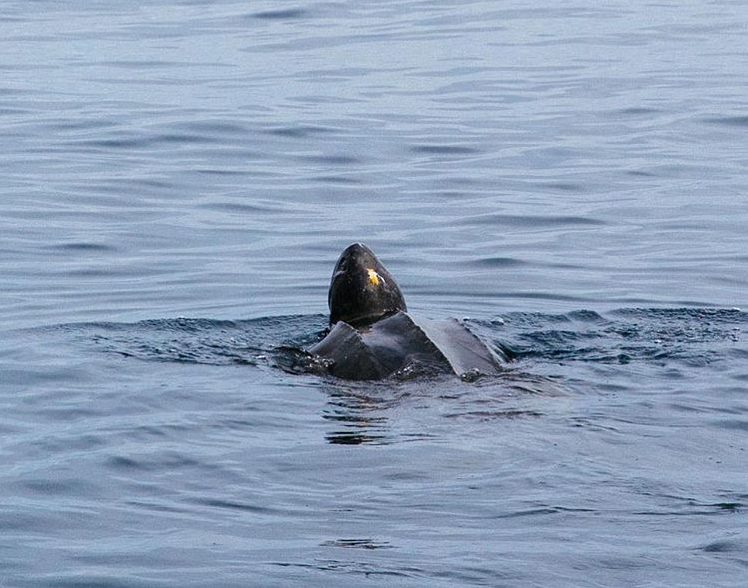 Rare endangered Leatherback turtle spotted off the coast of Vancouver ...