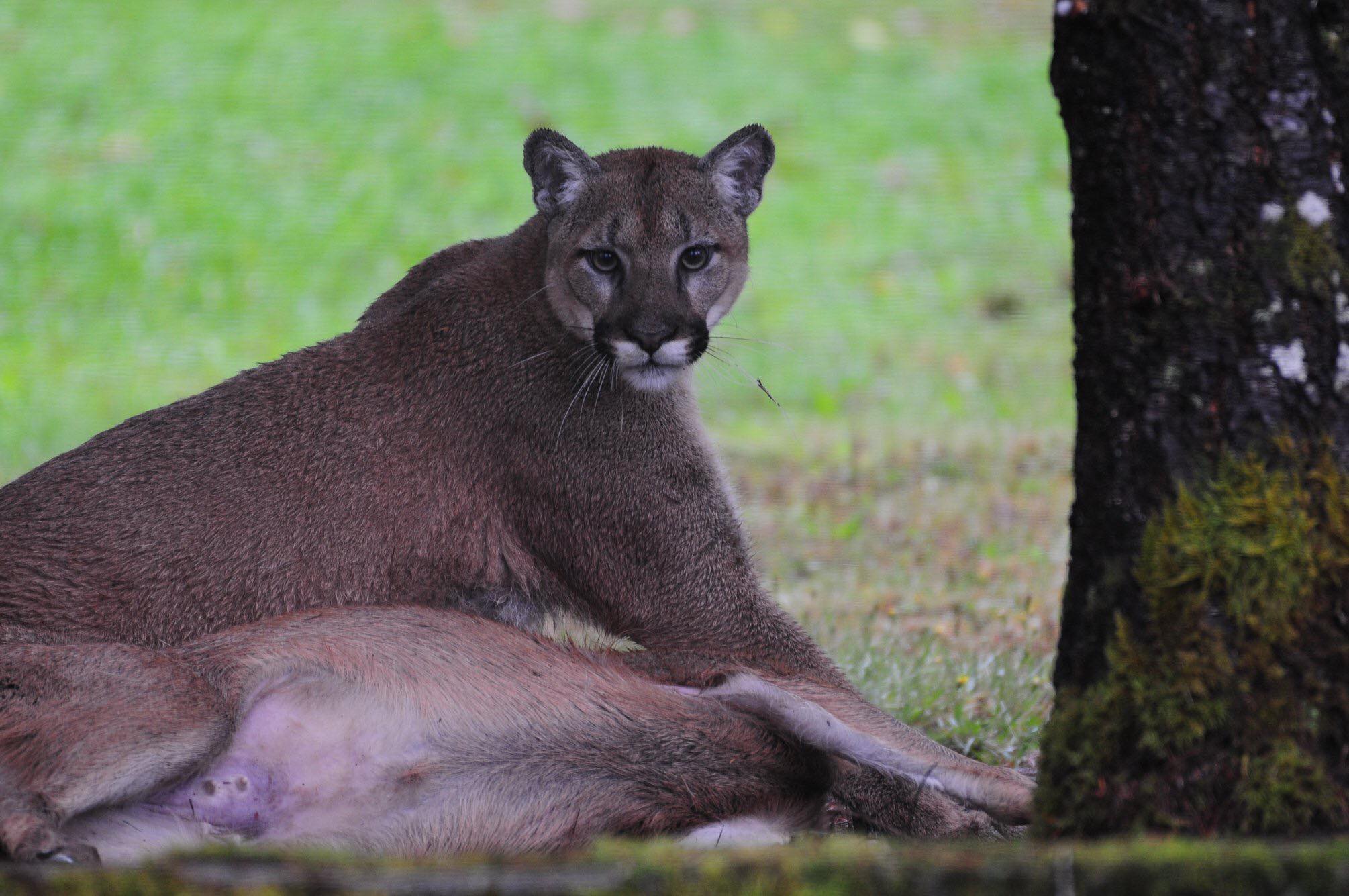 Watch This Cougar Kill A Deer In A Vancouver Island Backyard Video