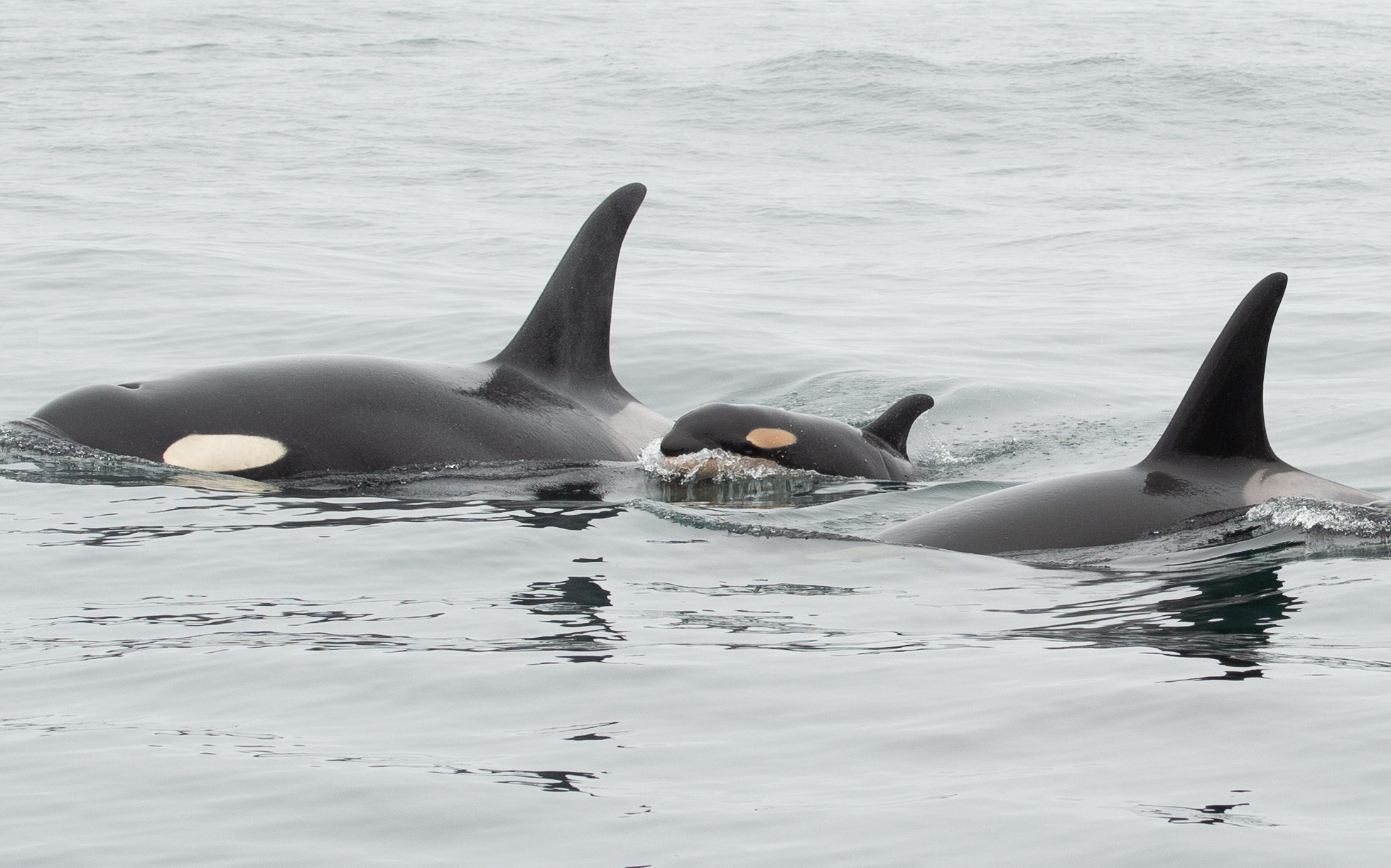 Newborn Southern Resident Killer Whale calf spotted off the coast of