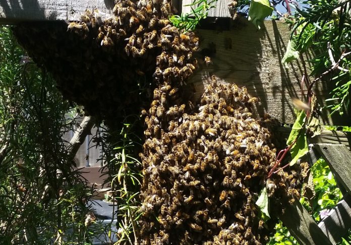 Esquimalt Bee Swarm