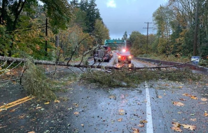 BC Storm Tree Down Mid Island