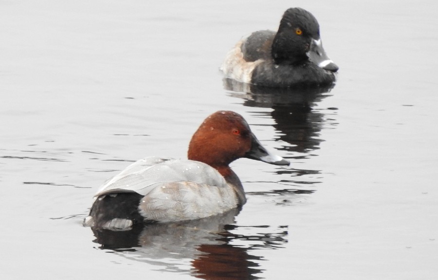 Jody Wells Common Pochard and Ring-necked Duck