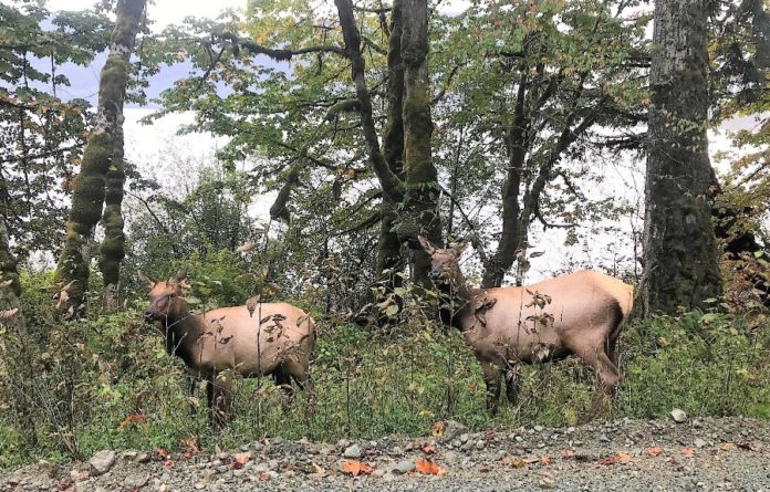 BCCOS Roosevelt Elk