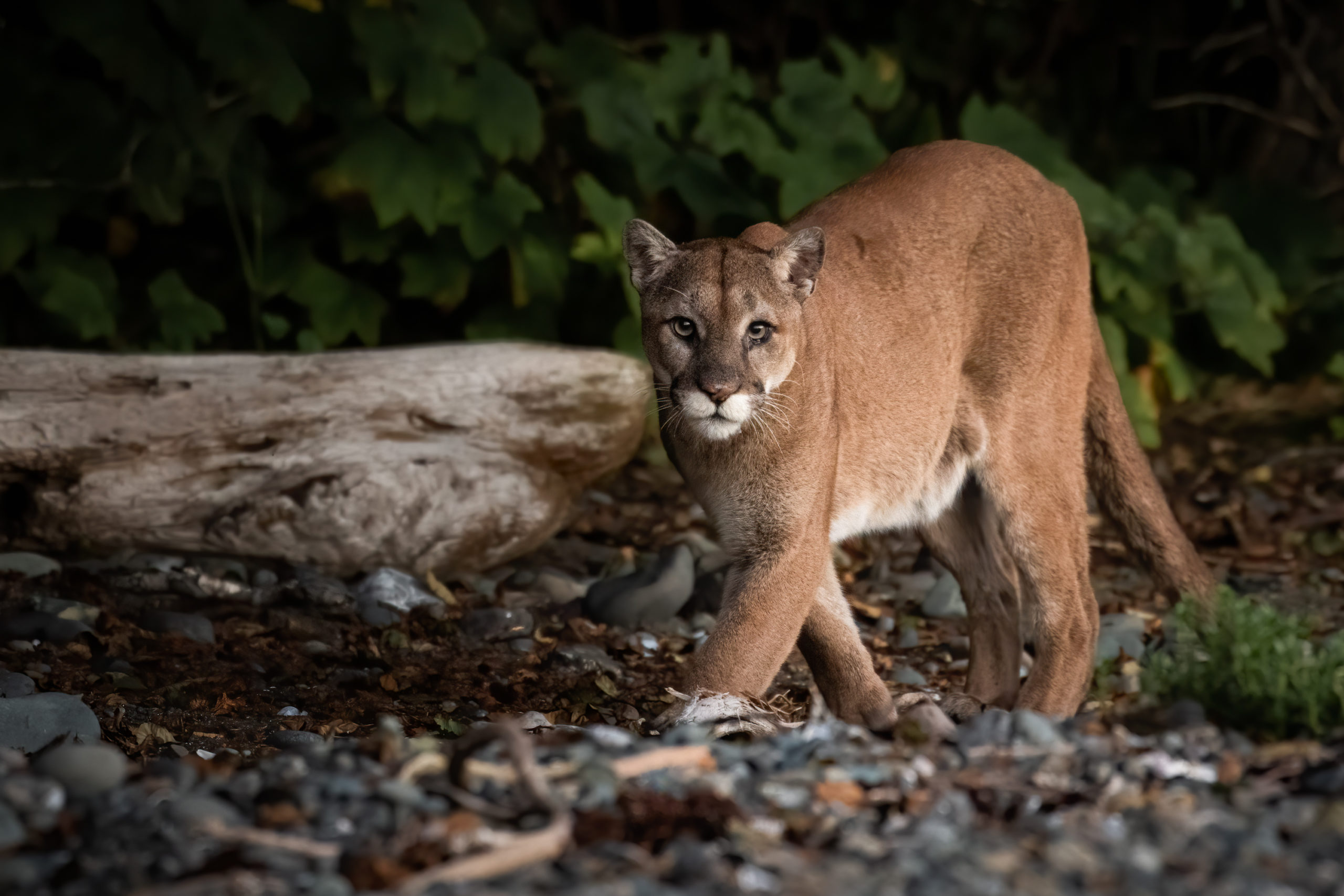 Letter To The Buzz Photo Of Vancouver Island Cougar To Be Featured In