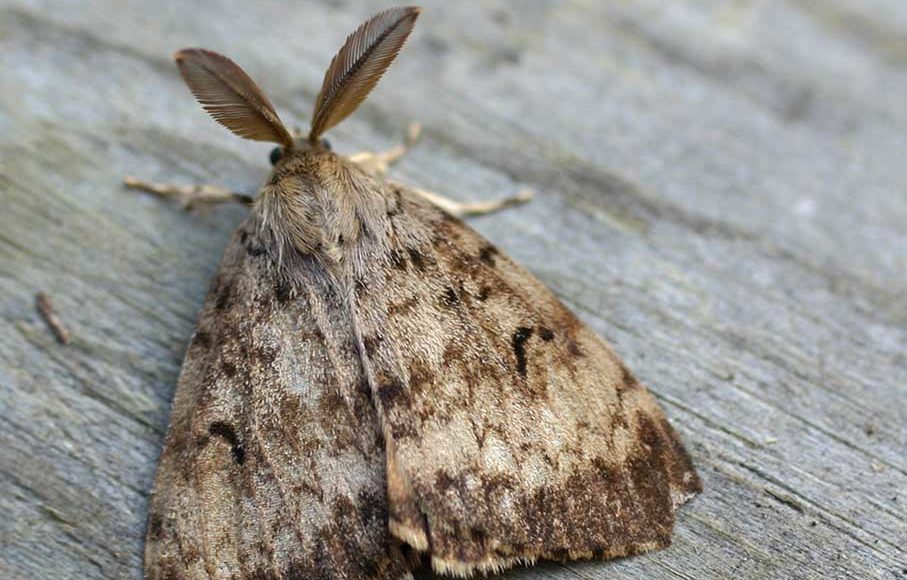 Another round of spongy moth spray treatments coming to Vancouver Island