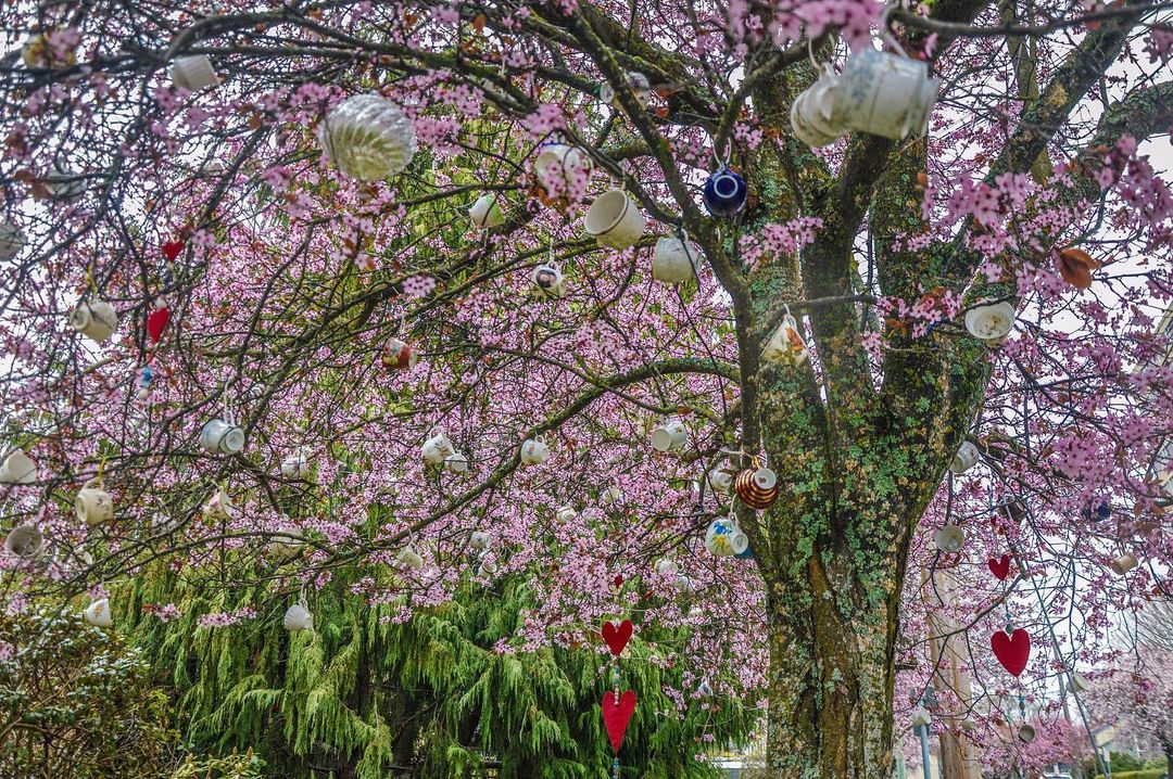 24 shots of cherry blossoms blooming in Victoria (PHOTOS)