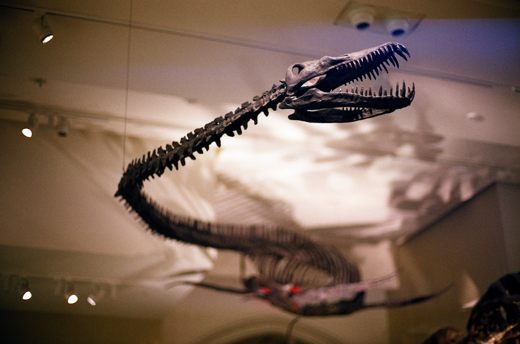 elasmosaurus-fossils-found