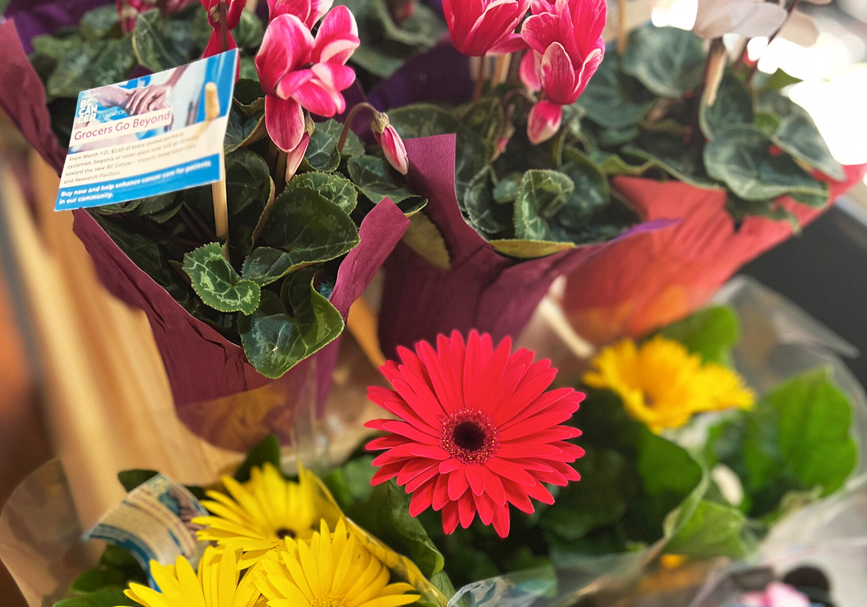 Vancouver Island grocery stores launch campaign to raise money for