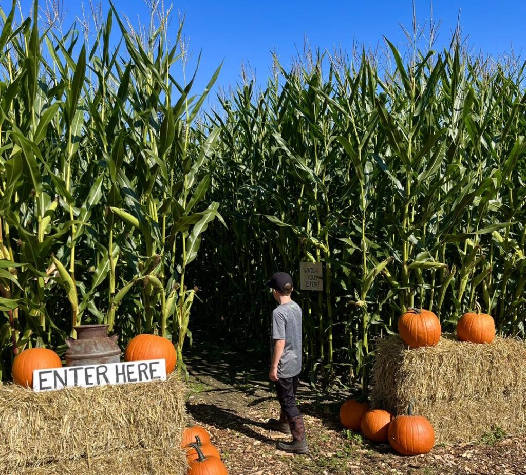 Here's where you can find the best pumpkin patches and corn mazes in ...